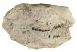 Unprepared Oreodont (Merycoidodon) Skull - South Dakota #192509-1